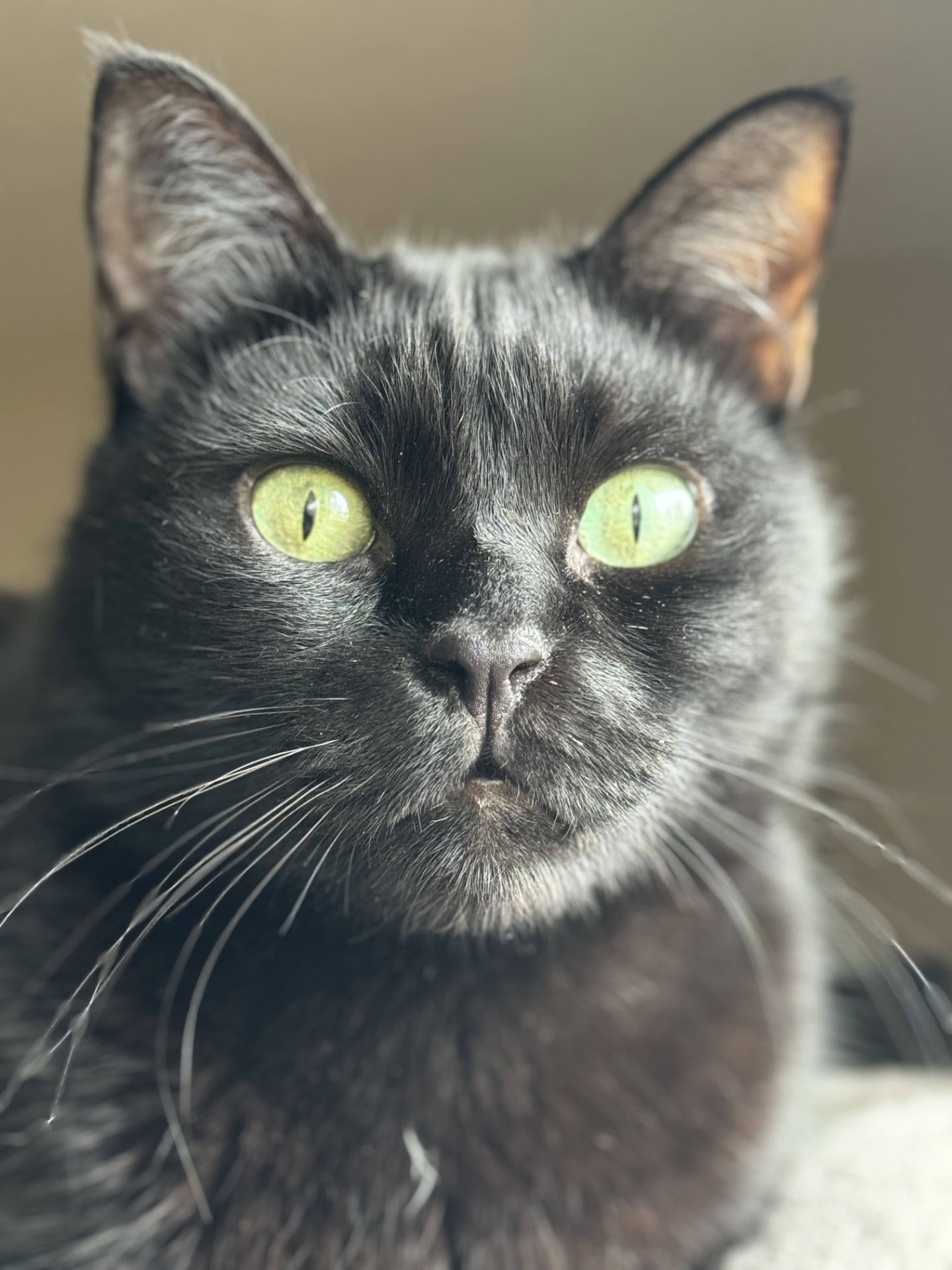 Sunlit close-up of Nero's face and whiskers