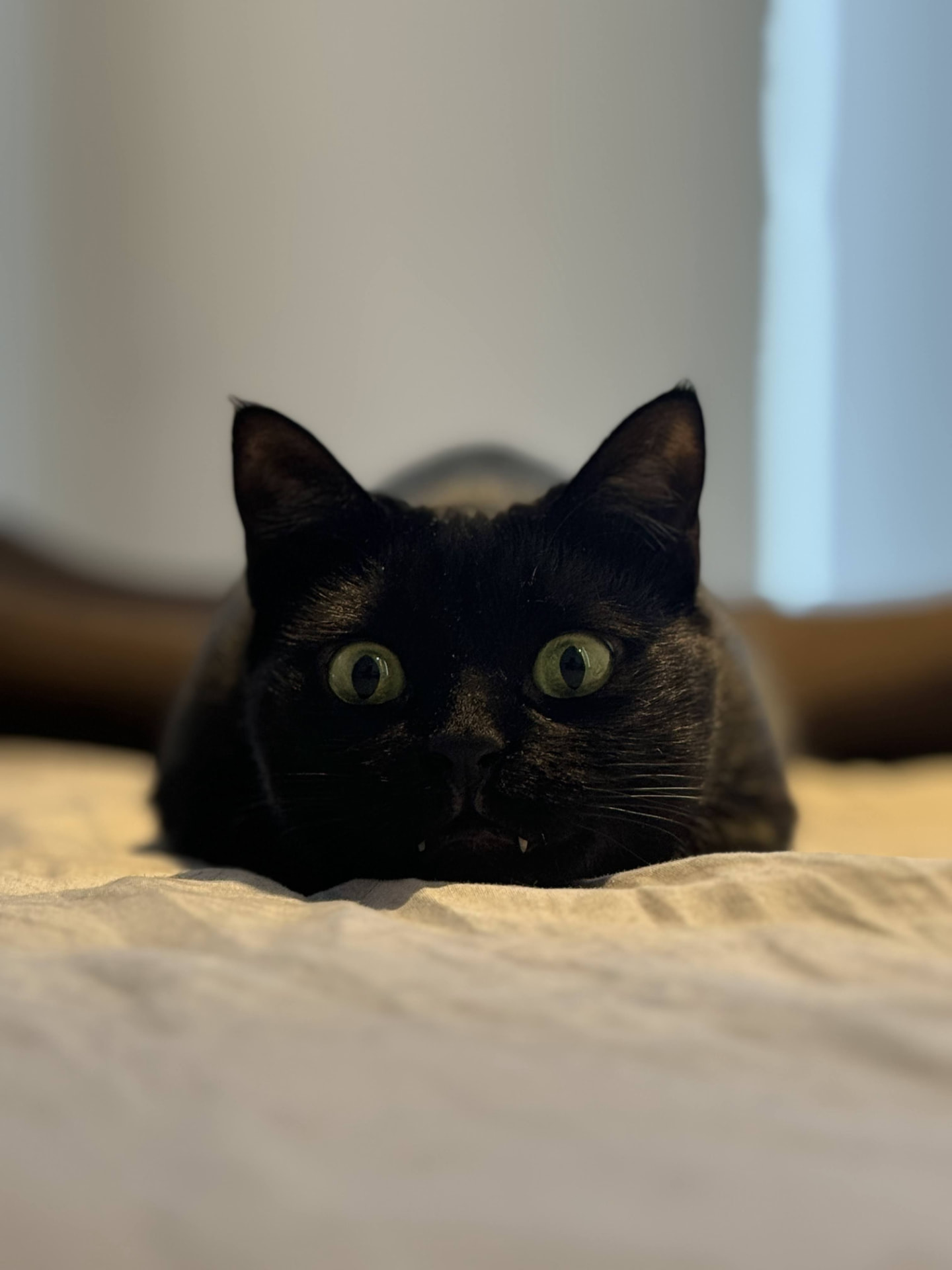Nero peeking over the edge of a bed