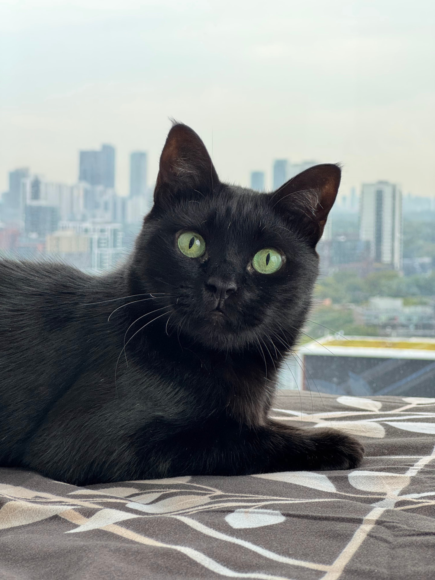 Nero lying down with the city behind him in daylight