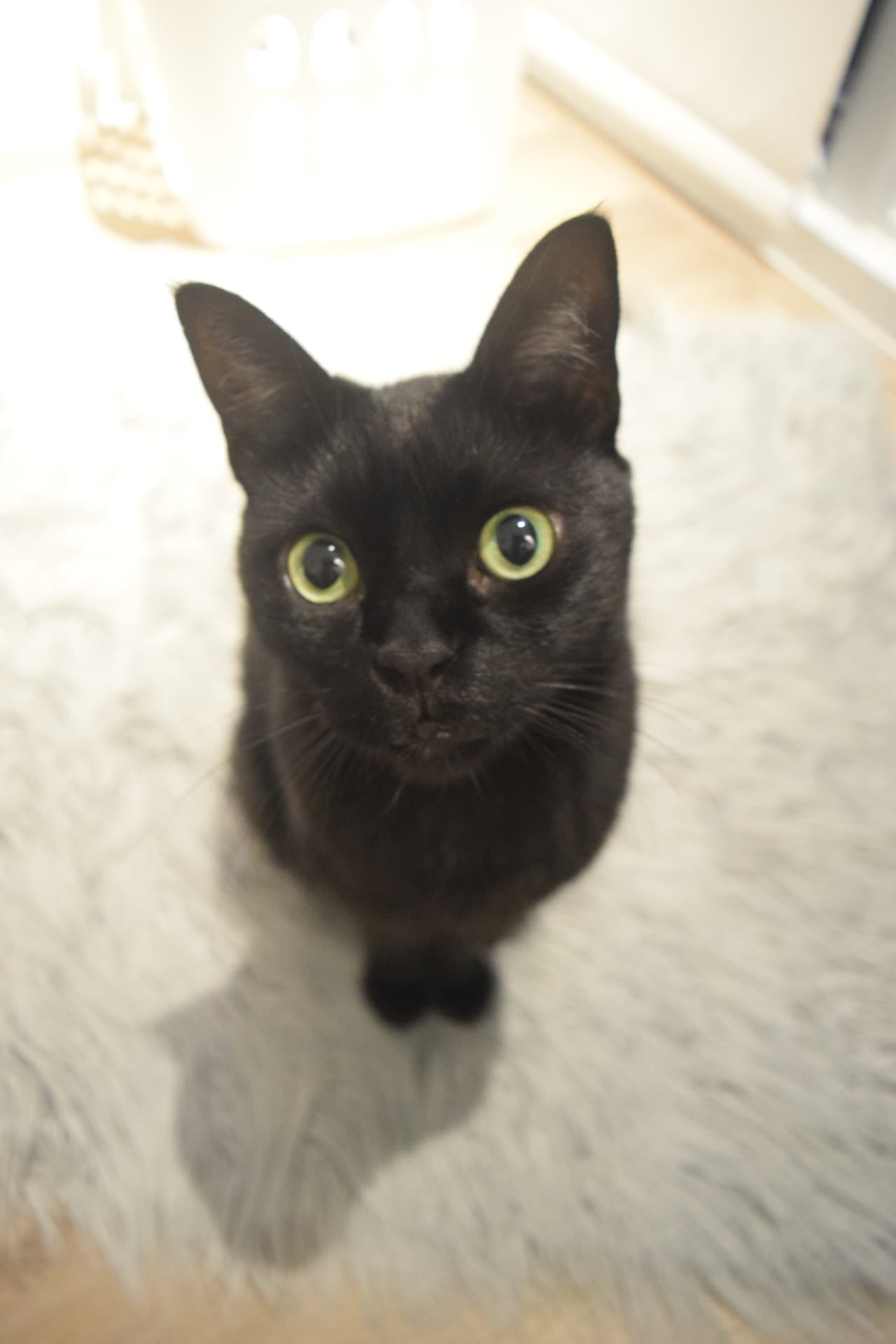 Nero looking straight up into the camera