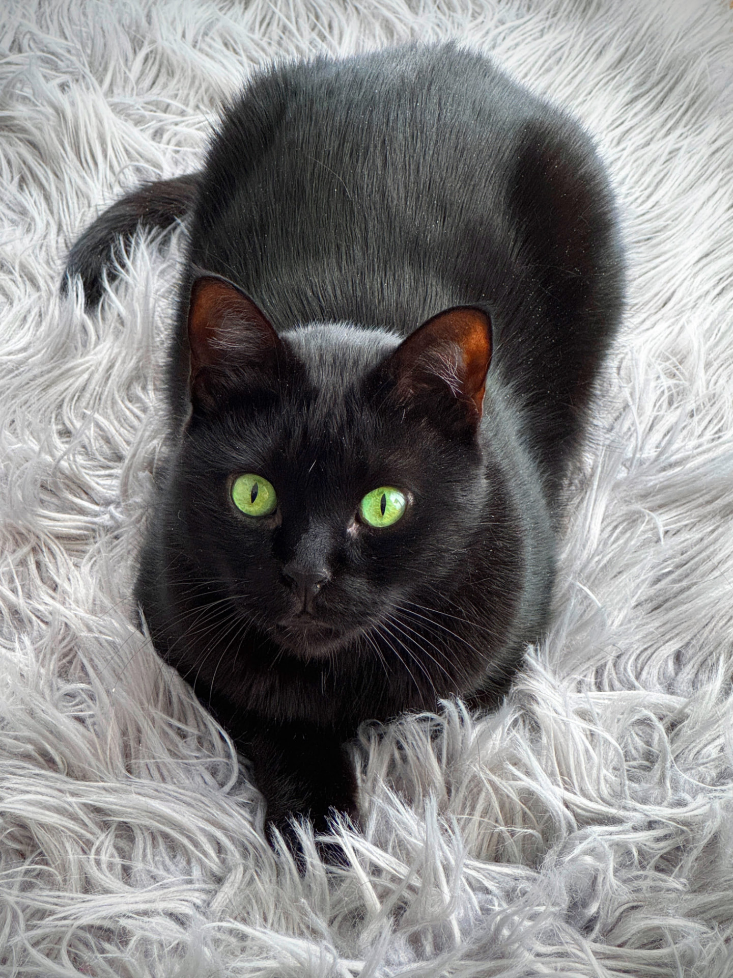 Nero curled on a pale rug, green eyes lit