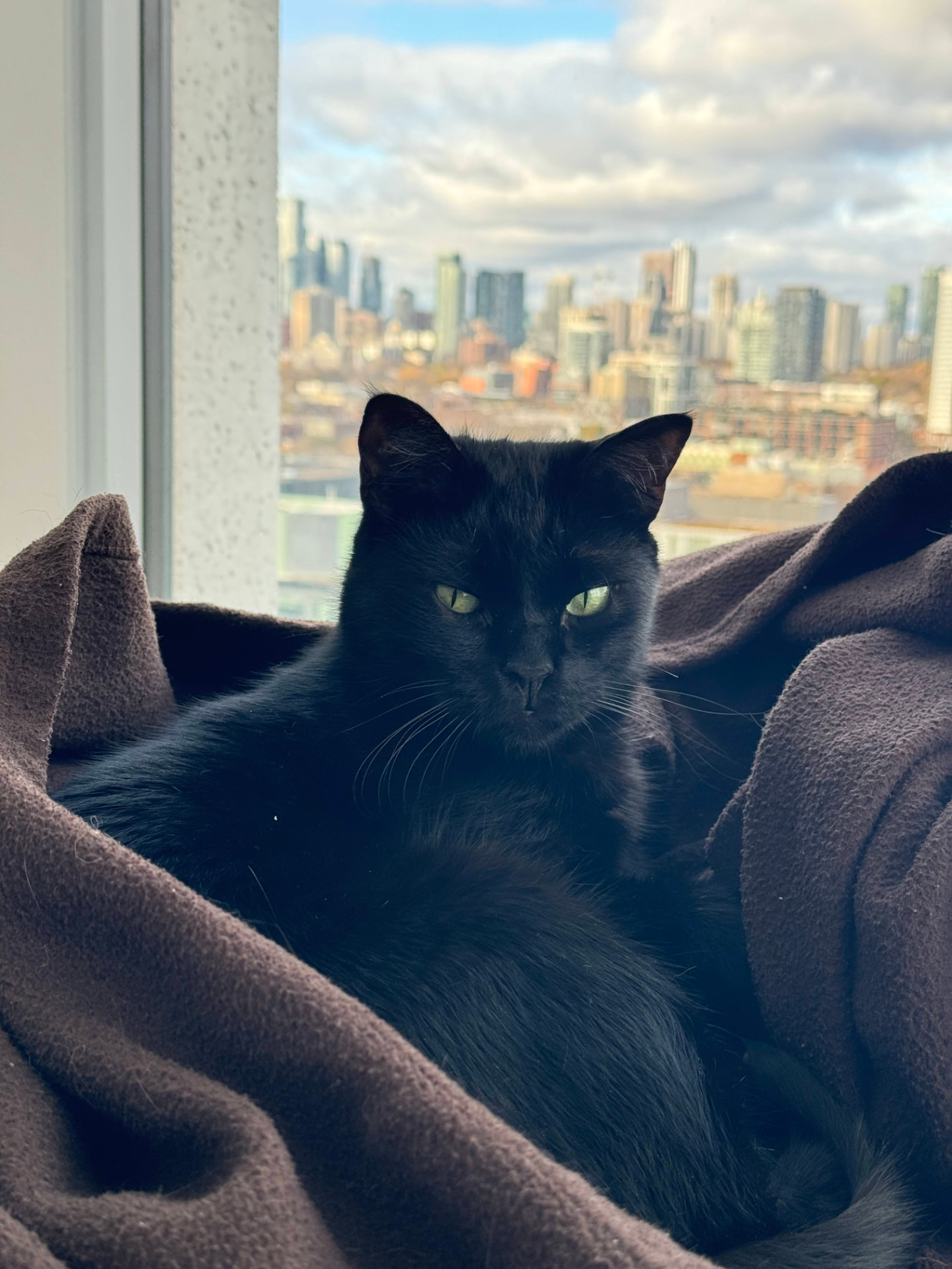 Nero resting by a window above the city